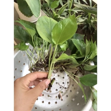 Combo 5 cây Trầu bà vạn niên thanh 20cm Trồng đất hoặc thủy sinh, giảm giá 25.000₫ 2
