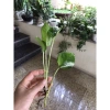 Combo 5 cây Trầu bà vạn niên thanh 20cm Trồng đất hoặc thủy sinh, giảm giá 25.000₫ 4