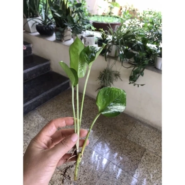 Combo 5 cây Trầu bà vạn niên thanh 20cm Trồng đất hoặc thủy sinh, giảm giá 25.000₫ 4