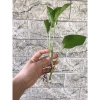 Combo 5 cây Trầu bà vạn niên thanh 20cm Trồng đất hoặc thủy sinh, giảm giá 25.000₫ 5