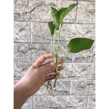Combo 5 cây Trầu bà vạn niên thanh 20cm Trồng đất hoặc thủy sinh, giảm giá 25.000₫ 5