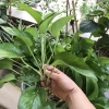 Combo 5 cây trầu bà Vạn Niên Thanh cao 25-35cm - Giá chỉ 50.000 VND giảm từ 63.500 2