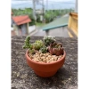 Combo 5 chậu sứ Bát Tràng mini - Trồng sen đá, xương rồng, chậu để bàn đẹp, giá 35.000 VND 3