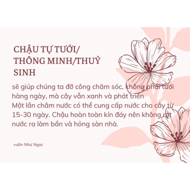 Combo 5 chậu treo mini Annie Garden: hạt dưa, đô la, lan tim, bình an, hạt dưa xanh - 165k 2