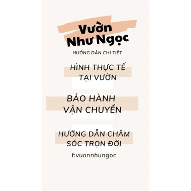 Combo 5 chậu treo mini Annie Garden: hạt dưa, đô la, lan tim, bình an, hạt dưa xanh - 165k 3