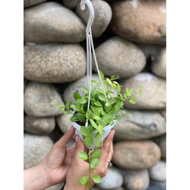 Combo 5 chậu treo mini Annie Garden: hạt dưa, đô la, lan tim, bình an, hạt dưa xanh - 165k 4