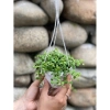 Combo 5 chậu treo mini Annie Garden: hạt dưa, đô la, lan tim, bình an, hạt dưa xanh - 165k 5