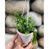 Combo 5 chậu treo mini Annie Garden: hạt dưa, đô la, lan tim, bình an, hạt dưa xanh - 165k 7