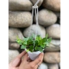 Combo 5 chậu treo mini Annie Garden: hạt dưa, đô la, lan tim, bình an, hạt dưa xanh - 165k 8
