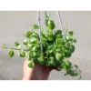 Combo 5 chậu treo mini Annie Garden: hạt dưa, đô la, lan tim, bình an, hạt dưa xanh - 165k 9