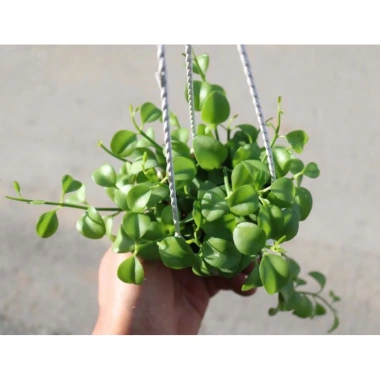 Combo 5 chậu treo mini Annie Garden: hạt dưa, đô la, lan tim, bình an, hạt dưa xanh - 165k 9