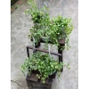 Combo 5 chậu treo mini mix 3 loại - Decor ban công, cửa sổ, văn phòng, sân vườn - Annie Garden - Giá 150.000 VND
