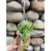 Combo 5 chậu treo mini mix 3 loại - Decor ban công, cửa sổ, văn phòng, sân vườn - Annie Garden - Giá 150.000 VND 2