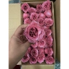 Combo 50 bông Hoa Hồng Nhũ - Hoa Nhũ Kim Tuyến Đỏ Cao Cấp, Bó Hoa Giá 109.000₫ 7