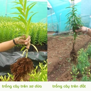 Combo 7 Viên Đất Trồng Cây Hữu Cơ Tặng 7 Quà - Đất Nén Xơ Dừa Giữ Ẩm, Sạch Sẽ, Tiện Lợi Giá 48.500₫ 3