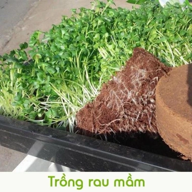 Combo 7 Viên Đất Trồng Cây Hữu Cơ Tặng 7 Quà - Đất Nén Xơ Dừa Giữ Ẩm, Sạch Sẽ, Tiện Lợi Giá 48.500₫ 6