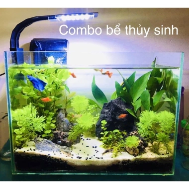 Combo bể cá mini để bàn đầy đủ phụ kiện cây, đá, đèn, lọc thác giá chỉ 550.000 VND