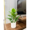 Combo chậu cây giả Y hình 40cm - Thiết kế hiện đại, giảm giá 99.999đ