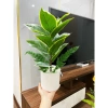 Combo chậu cây giả Y hình 40cm - Thiết kế hiện đại, giảm giá 99.999đ 2