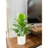 Combo chậu cây giả Y hình 40cm - Thiết kế hiện đại, giảm giá 99.999đ 6
