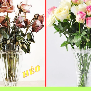 Combo gói nước dưỡng hoa Hadee 10ml - Kích nở, giữ tươi lâu, chống thối - Pha 1 lít, giảm còn 65.000₫