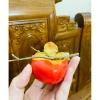 Combo quả Hồng giả cam đỏ - Cây trang trí decor nhà cửa Tết 2.026, chỉ 130k 5