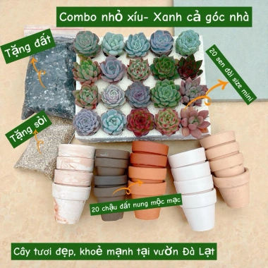Combo Sen Đá 20 Cây + 20 Chậu Mini - Thoát Nước Tốt, Cây Khỏe 60.000 VNĐ