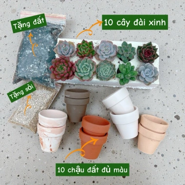 Combo Sen Đá 20 Cây + 20 Chậu Mini - Thoát Nước Tốt, Cây Khỏe 60.000 VNĐ 2