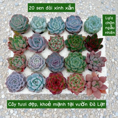Combo Sen Đá 20 Cây + 20 Chậu Mini - Thoát Nước Tốt, Cây Khỏe 60.000 VNĐ 3