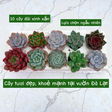 Combo Sen Đá 20 Cây + 20 Chậu Mini - Thoát Nước Tốt, Cây Khỏe 60.000 VNĐ 4