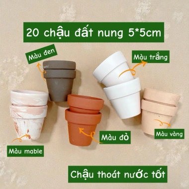 Combo Sen Đá 20 Cây + 20 Chậu Mini - Thoát Nước Tốt, Cây Khỏe 60.000 VNĐ 6