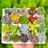 Combo sen đá vỉ mini 2-3cm mix nhiều loại - Giá ưu đãi 90.000đ, chất lượng cao