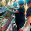 Cốt Gừng Tràm Khuynh Diệp Điềm Kim 500ml Không Bã Nước Cốt Giá 105.000₫ 8