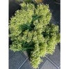 Cụm Điểm Hoa Sữa 7 Nhánh Cao 40cm - Cỏ Điểm & Lá Giả, Giá chỉ 14,555₫