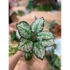 Cụm lá - hoa lụa giả sang trọng, trang trí nội thất, giảm còn 18.999 VND 6