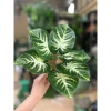 Cụm lá - hoa lụa giả sang trọng, trang trí nội thất, giảm còn 18.999 VND 7
