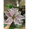 Cụm lá - hoa lụa giả sang trọng, trang trí nội thất, giảm còn 18.999 VND 9
