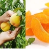 Đào Vàng Sấy Dẻo Vị Chua Ngọt 6:4 – Thơm Ngon, Giá 160k, Giá Gốc 192k 5