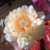 Đầu Bông Hoa Cúc Râu Trang Trí Tết - Giỏ Quà, Cháp Bánh, Decor Phòng, Giá 2.700 VND 2