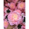 Đầu Bông Hoa Cúc Râu Trang Trí Tết - Giỏ Quà, Cháp Bánh, Decor Phòng, Giá 2.700 VND 4
