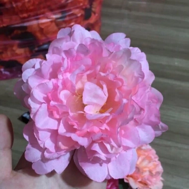 Đầu Bông Hoa Cúc Râu Trang Trí Tết - Giỏ Quà, Cháp Bánh, Decor Phòng, Giá 2.700 VND 8 Đầu Bông Hoa Cúc Râu Trang Trí Tết - Giỏ Quà, Cháp Bánh, Decor Phòng, Giá 2.700 VND 8