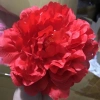 Đầu Bông Hoa Cúc Râu Trang Trí Tết - Giỏ Quà, Cháp Bánh, Decor Phòng, Giá 2.700 VND 10