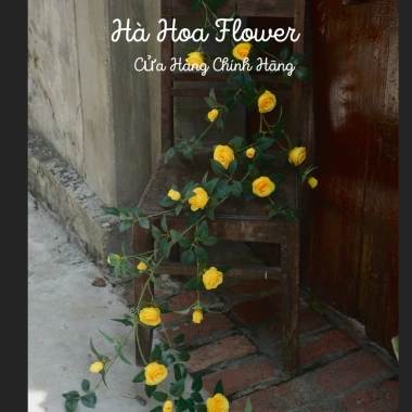 Dây Hoa Hồng Leo Hà Hoa 1.7m - 13 Hoa + 12 Nụ, Trang trí tường quán cafe, Giá ưu đãi 73.894 VND 10
