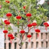 Đèn lồng nhung đỏ mini size - Trang trí Tết, treo cây quất, giảm giá 30k 8