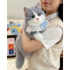Gấu Bông Con Mèo Lông Dài Mềm Mại, Phát Tiếng Kêu - Quà Tặng Bé & Bạn Gái 3
