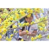 Gói 40 bông Hoa Mai và Hoa Đào giả trang trí Tết - Decor cây cảnh giá 16.000đ 5
