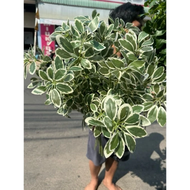 H728 Cành lá trạng nguyên giả - Trang trí bình hoa, giỏ hoa, quà Tết 42.000₫ 9 H728 Cành lá trạng nguyên giả - Trang trí bình hoa, giỏ hoa, quà Tết 42.000₫ 9