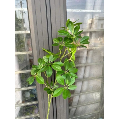 H728 Cành lá trạng nguyên giả - Trang trí bình hoa, giỏ hoa, quà Tết 42.000₫