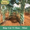 Hạt giống bắp cải tí hon mini F1 giàu dinh dưỡng - Giá chỉ 12.900₫, giảm tới 19% 3