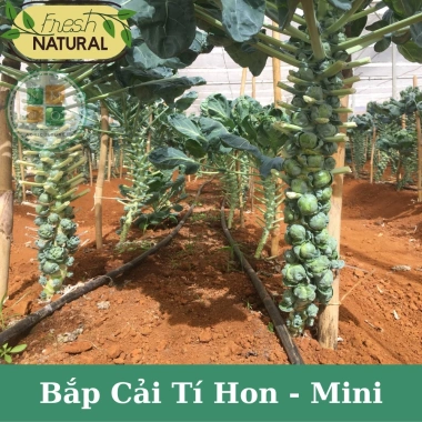 Hạt giống bắp cải tí hon mini F1 giàu dinh dưỡng - Giá chỉ 12.900₫, giảm tới 19%
